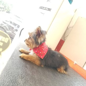 Orange Grooming - Pet Groomers Near Me - Miami, Florida Orange Grooming - Pet Groomers Near Me - Miami, Florida