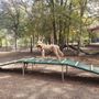 Photo of Lady Bird Johnson Dog Park