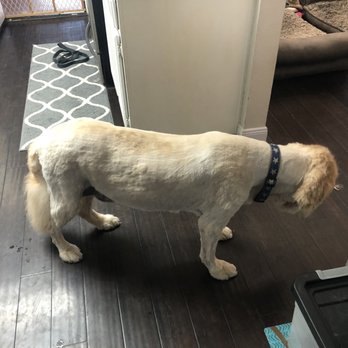 Bubbles Mobile Pet Spa - Kody- so fresh and so clean clean!! - Pet Groomers Near Me