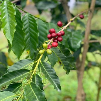 Hula Daddy Kona Coffee - coffee beans - Food Tours Near Me - Holualoa, Hawaii Hula Daddy Kona Coffee - coffee beans - Food Tours Near Me - Holualoa, Hawaii