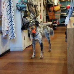 Jewelius - Everything is soo adorable in this store including Bamboo!