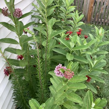 Watermark Woods - Nurseries & Gardening Near Me - Hamilton, Virginia