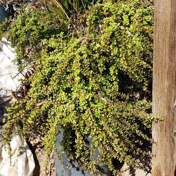 Phoenix Desert Nursery - Nurseries & Gardening Near Me - Phoenix, Arizona