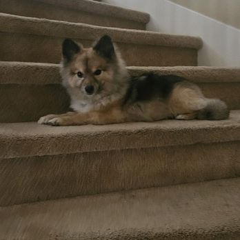 NeliPet - Pet Groomers Near Me - Aliso Viejo, California NeliPet - Pet Groomers Near Me - Aliso Viejo, California