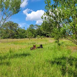 Dexter calves enjoying the day