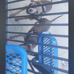 League City Animal Shelter