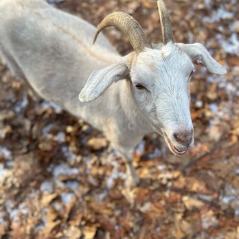 Maplebrook Farmstead - a goat looking up at the camera - Honey Near Me - Sterling, Massachusetts