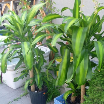 Lambton Daily Mart - Dracaena or corn plant - Convenience Stores Near Me - Toronto, Ontario Lambton Daily Mart - Dracaena or corn plant - Convenience Stores Near Me - Toronto, Ontario