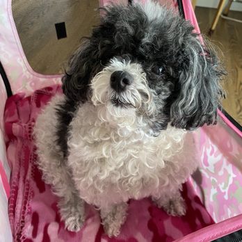 VCA Aurora Animal Hospital - Roxie in her buggy - Veterinarians Near Me - Aurora, Illinois VCA Aurora Animal Hospital - Roxie in her buggy - Veterinarians Near Me - Aurora, Illinois