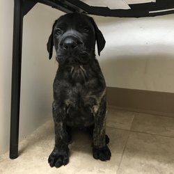Affiliated Veterinary Emergency Center