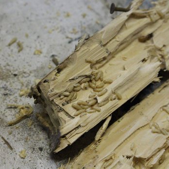 Termite Lawn and Pest - More termites filling up their tummies - Pest Control Near Me - Orlando, Florida Termite Lawn and Pest - More termites filling up their tummies - Pest Control Near Me - Orlando, Florida