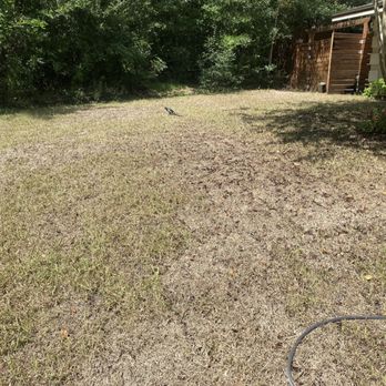 Woerner Landscape - Turf destroyed by webworms ably two weeks after install. - Nurseries & Gardening Near Me - Fort Walton Beach, Florida Woerner Landscape - Turf destroyed by webworms ably two weeks after install. - Nurseries & Gardening Near Me - Fort Walton Beach, Florida