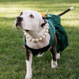 They allow dogs just need insurance.