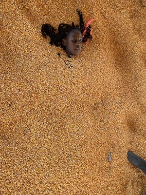 Pinehaven Farm by null