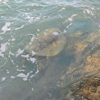 OUTRIGGER Reef Waikiki Beach Resort - Giant sea turtle! - Hotels Near Me - Honolulu, Hawaii OUTRIGGER Reef Waikiki Beach Resort - Giant sea turtle! - Hotels Near Me - Honolulu, Hawaii