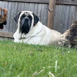 Peebles Pet Services - This is our girl that we lost. Amanda and Frankie were so gentle with her. They were kind to us.