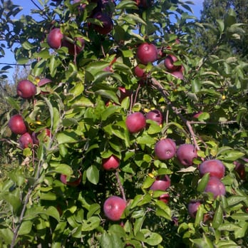Shelburne Farm - The reddest, juiciest apples are at the top - find a tree-ladder! - Farms Near Me - Stow, Massachusetts