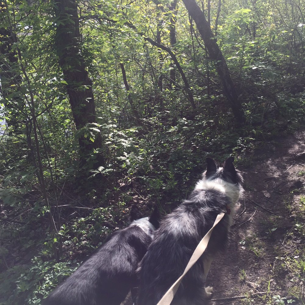 Nice easy hike w the mutts. Nice break after long long drive Nice easy hike w the mutts. Nice break after long long drive