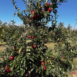 West Wind Fruit Farm - Snap dragon apples