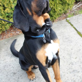 Marion County Dog Shelter - License your puppy or adult dog. - Animal Shelters Near Me - Salem, Oregon Marion County Dog Shelter - License your puppy or adult dog. - Animal Shelters Near Me - Salem, Oregon