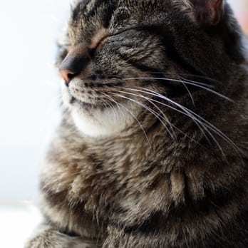 Frontier Veterinary Hospital - Theo, loved by Jessie, our Client Care Coordinator - Veterinarians Near Me - Hillsboro, Oregon Frontier Veterinary Hospital - Theo, loved by Jessie, our Client Care Coordinator - Veterinarians Near Me - Hillsboro, Oregon