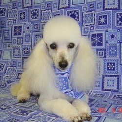 Pampered Pets Salon