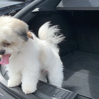 Omar's Grooming - Buddy! - Pet Groomers Near Me - Santa Barbara, California