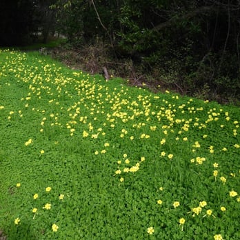 Maxwell Farms Regional Park - Flowers heralding Spring. - Parks Near Me - Sonoma, California Maxwell Farms Regional Park - Flowers heralding Spring. - Parks Near Me - Sonoma, California