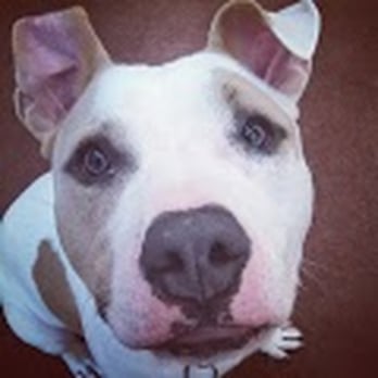 Sitting Pretty Dog Training - Kobe - Pet Training Near Me Sitting Pretty Dog Training - Kobe - Pet Training Near Me