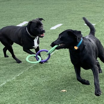 Lazy P Pet Ranch - Smokey & Willa - Pet Sitting Near Me - Wichita, Kansas Lazy P Pet Ranch - Smokey & Willa - Pet Sitting Near Me - Wichita, Kansas