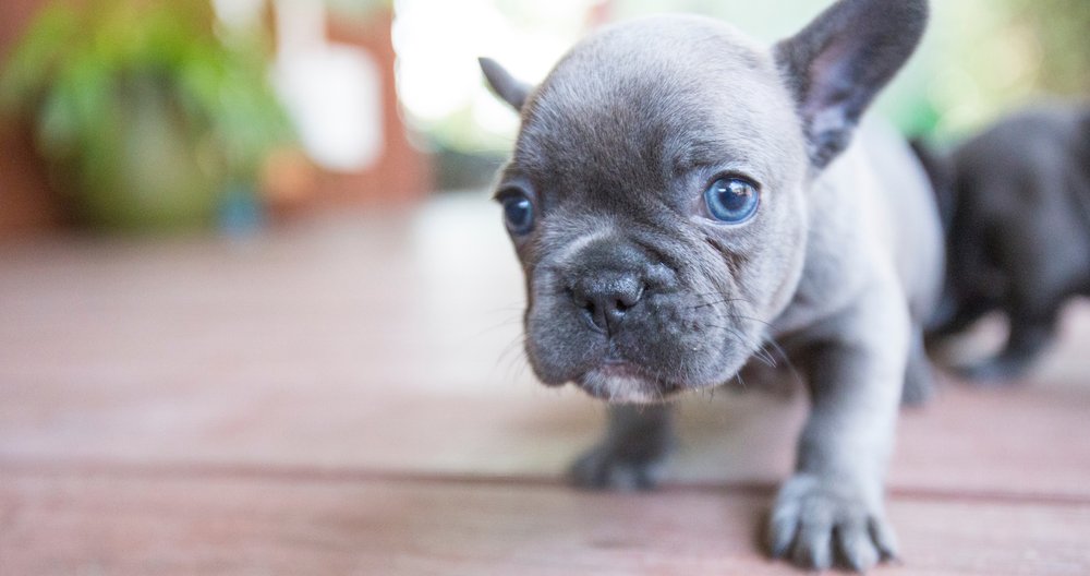 MANCHACA VILLAGE VETERINARY CARE Updated September 2024 27 Photos