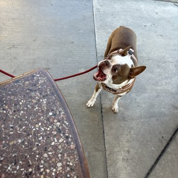 In-N-Out Burger - Hungry doggie! - Burgers Near Me - Lebec, California