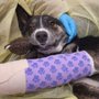 Photo of Red Collar Rescue