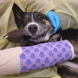 Red Collar Rescue - But Asha is trying, and Red Collar is with her every step of the way.
