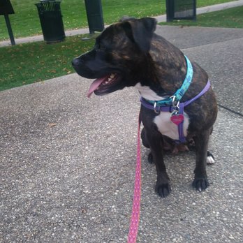 Humane Animal Rescue - Penny (formally April) - Animal Shelters Near Me - Pittsburgh, Pennsylvania Humane Animal Rescue - Penny (formally April) - Animal Shelters Near Me - Pittsburgh, Pennsylvania