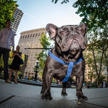 Phodography - Violet does her best Donald Trump impersonation - Pet Photography Near Me - New York, New York