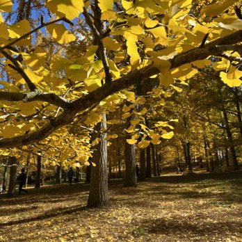 State Arboretum of Virginia - Ginkgo Close Up - Parks Near Me - Boyce, Virginia State Arboretum of Virginia - Ginkgo Close Up - Parks Near Me - Boyce, Virginia