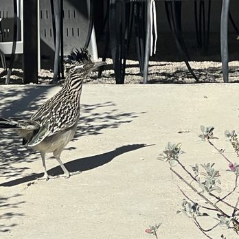 La Posada Milagro Guesthouse - Guest Houses Near Me - Terlingua, Texas La Posada Milagro Guesthouse - Guest Houses Near Me - Terlingua, Texas