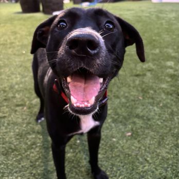 Barkhaven - Murphy at Bark Haven - Dog Parks Near Me - Orlando, Florida