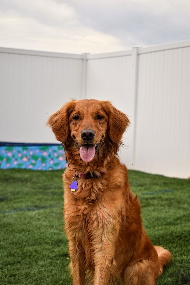 RIVER PAWS Updated September 2024 31 Photos 5305 River Rd, Waunakee, Wisconsin Pet