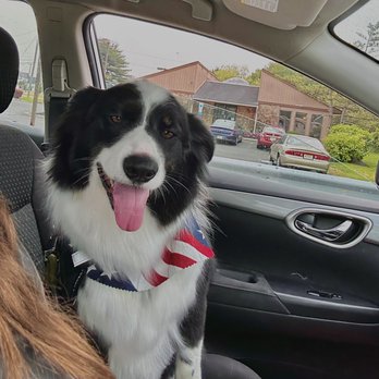 Pretty Up Your Pup - Pet Groomers Near Me - Williamstown, New Jersey Pretty Up Your Pup - Pet Groomers Near Me - Williamstown, New Jersey
