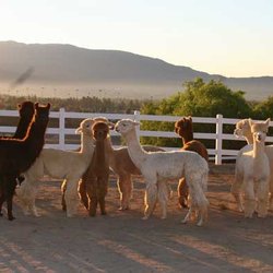 The Alpaca Hacienda