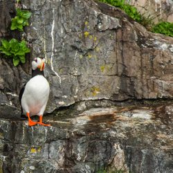 Expeditions Northwest - A horned puffin