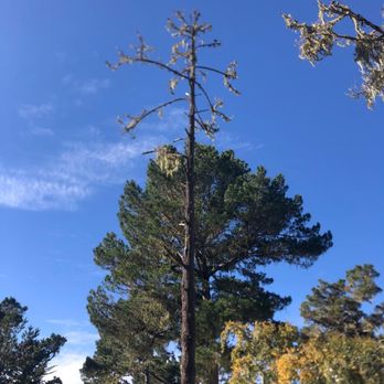 Green Life Tree Service - Landscaping Near Me Green Life Tree Service - Landscaping Near Me