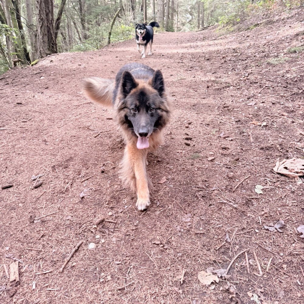 K9 Trail Trotter & Training Services - Adventures on the trails - Pet Training Near Me - Tacoma, Washington K9 Trail Trotter & Training Services - Adventures on the trails - Pet Training Near Me - Tacoma, Washington
