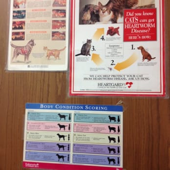 Arlington Cat Clinic - Inside exam room. - Veterinarians Near Me - Arlington Heights, Illinois Arlington Cat Clinic - Inside exam room. - Veterinarians Near Me - Arlington Heights, Illinois