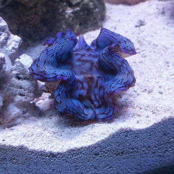 Top Shelf Aquatics - Our beautiful clam we got from top shelf Aquatics - Local Fish Stores Near Me - Winter Park, Florida Top Shelf Aquatics - Our beautiful clam we got from top shelf Aquatics - Local Fish Stores Near Me - Winter Park, Florida