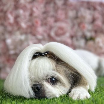 Make It Cute - Pet Groomers Near Me - Pasadena, California Make It Cute - Pet Groomers Near Me - Pasadena, California