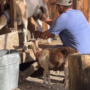 Pajaretes El Chino - Pajaretes in the making - Ranches Near Me - Menifee, California Pajaretes El Chino - Pajaretes in the making - Ranches Near Me - Menifee, California