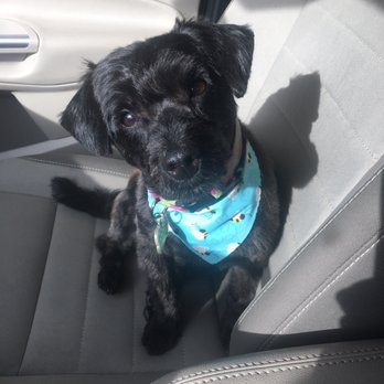 Dog Grooming By Mindi - After - Pet Groomers Near Me - Tacoma, Washington